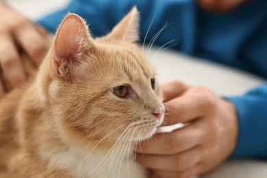 Man petting cute ginger cat on sofa at home, closeup