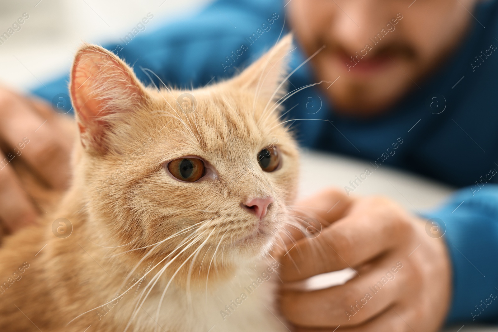 Photo of Man petting cute ginger cat on sofa at home, closeup