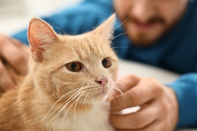 Man petting cute ginger cat on sofa at home, closeup