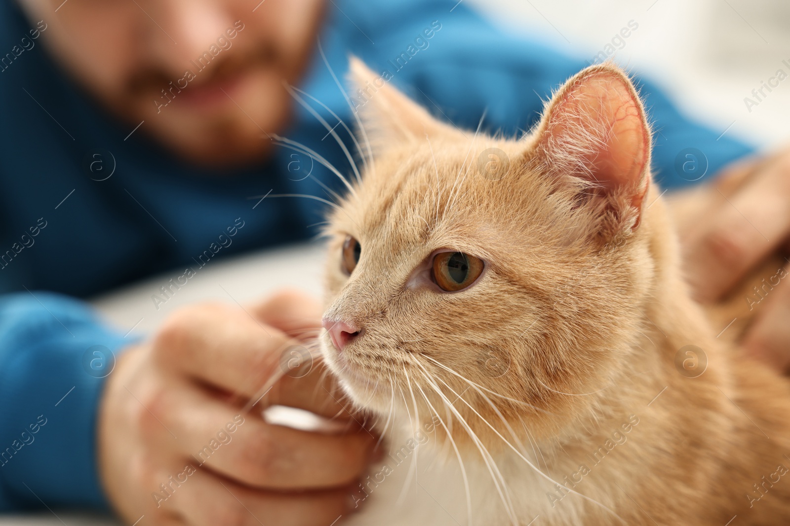 Photo of Man petting cute ginger cat on sofa at home, closeup