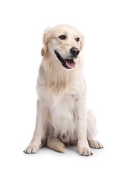 Photo of Cute Golden Retriever dog on white background