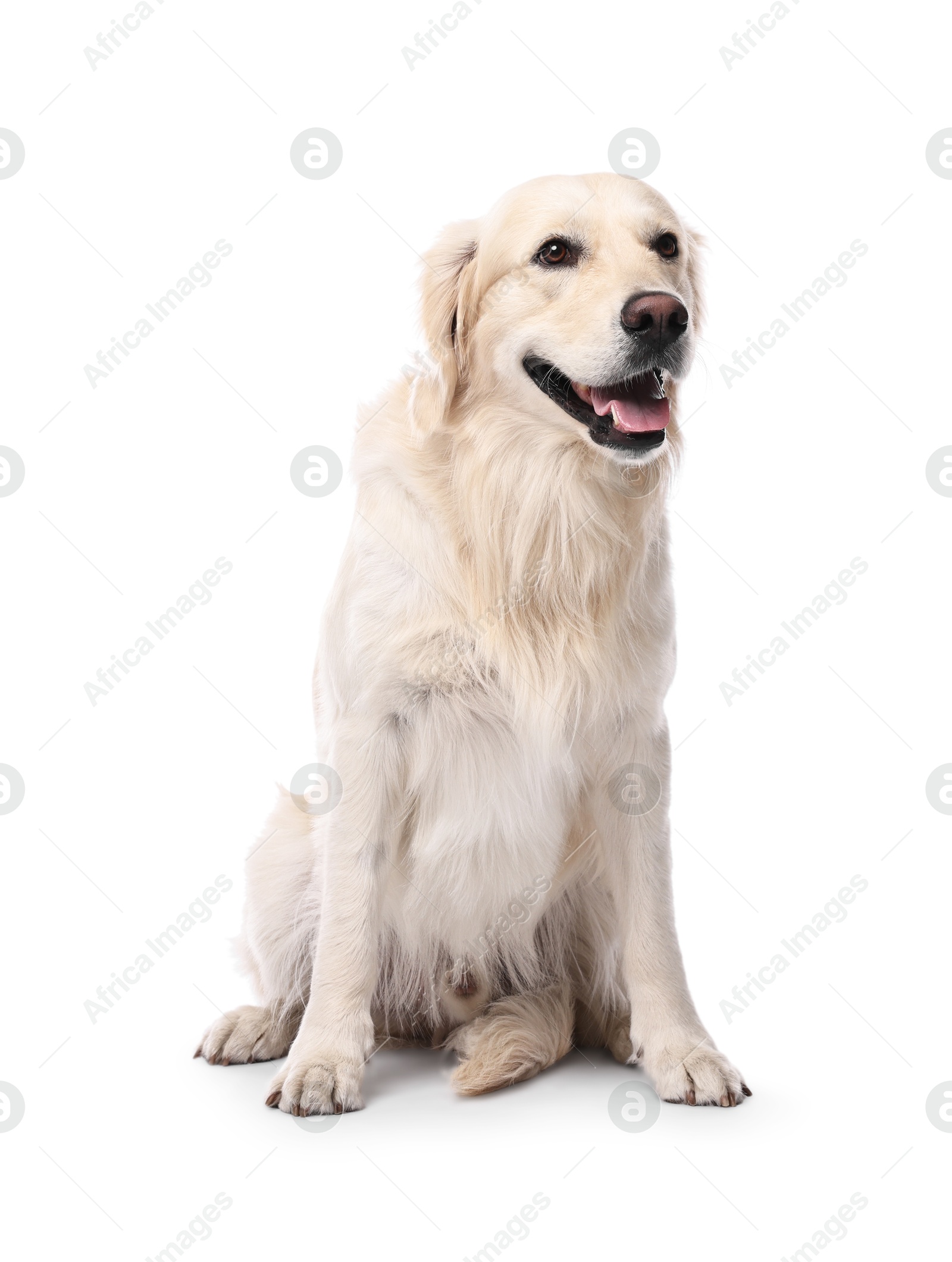 Photo of Cute Golden Retriever dog on white background