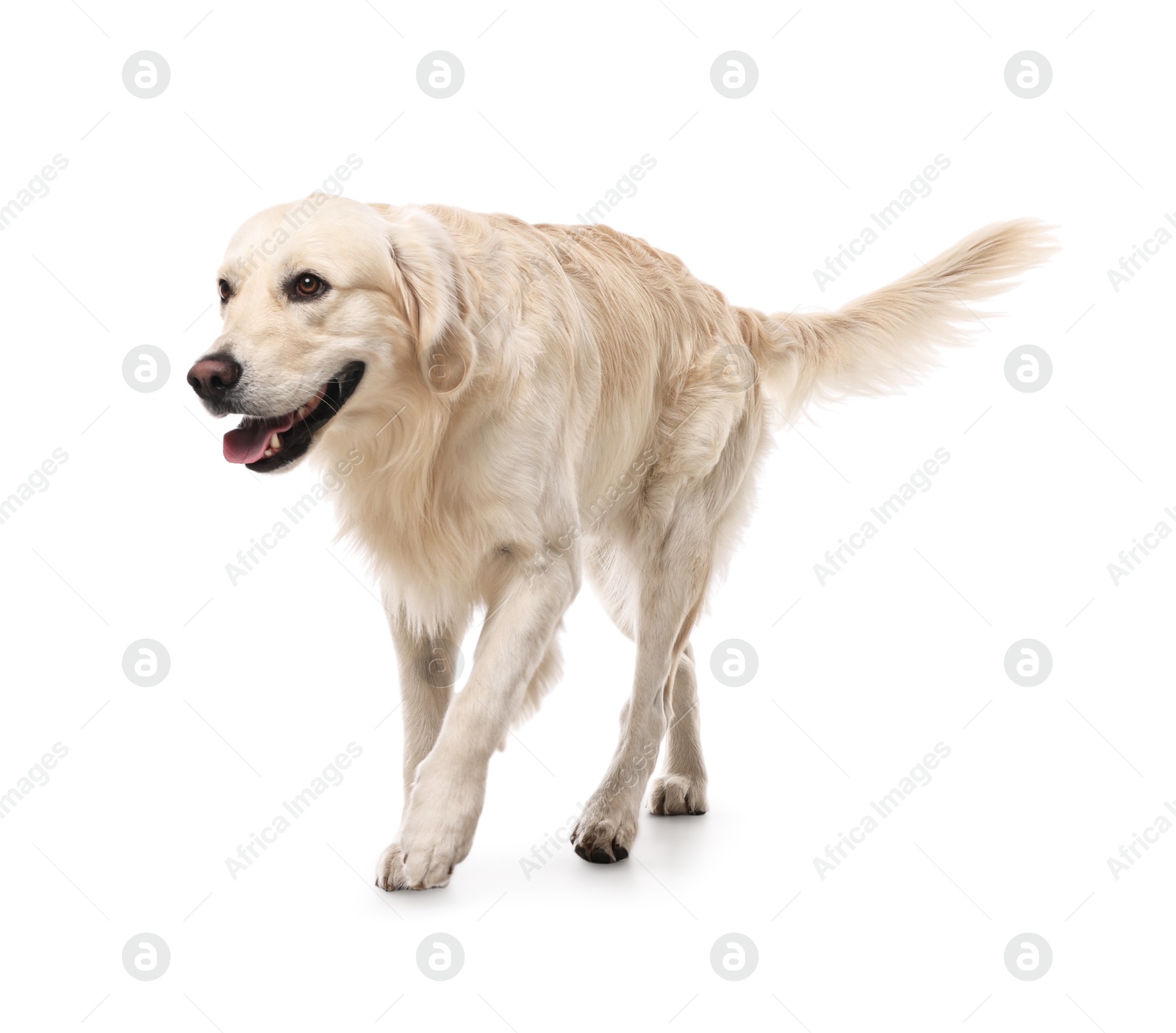 Photo of Cute Golden Retriever dog on white background