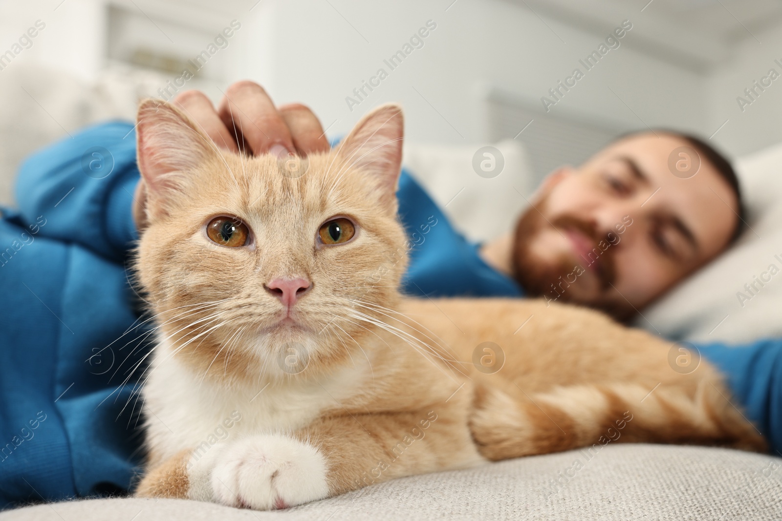 Photo of Man petting cute ginger cat on sofa at home, selective focus