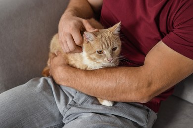 Photo of Man petting cute ginger cat on armchair at home, closeup