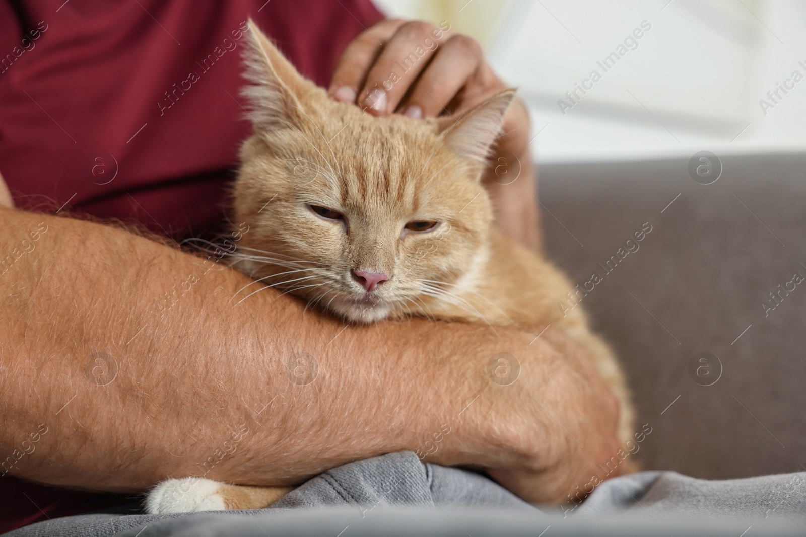 Photo of Man petting cute ginger cat on armchair at home, closeup