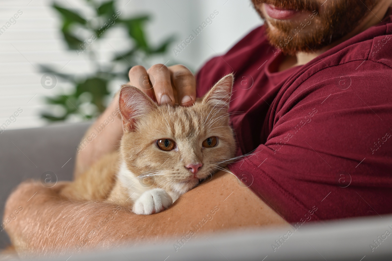 Photo of Man petting cute ginger cat on armchair at home, closeup