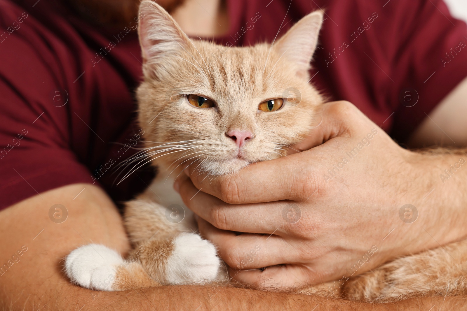 Photo of Man petting cute ginger cat on armchair at home, closeup