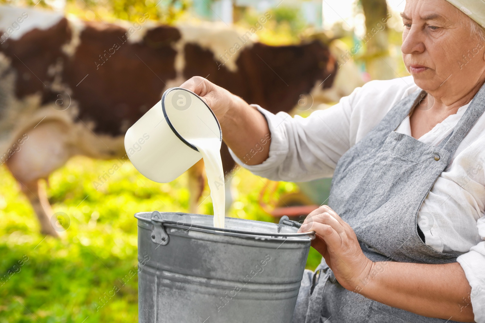 Photo of Senior woman pouring fresh milk into bucket outdoors