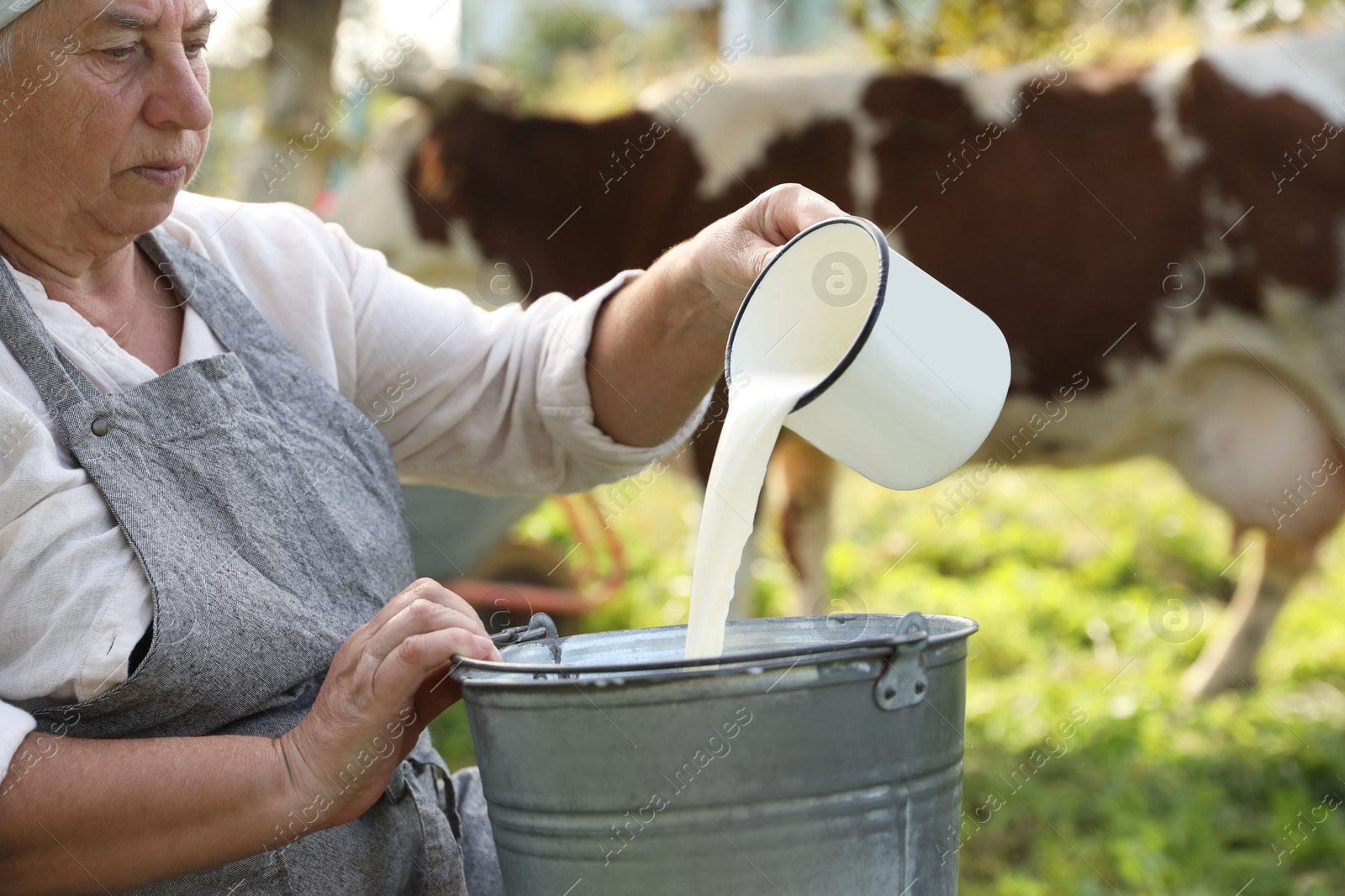 Photo of Senior woman pouring fresh milk into bucket outdoors