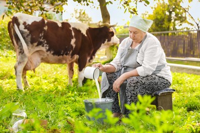 Photo of Senior woman pouring fresh milk into bucket while cow grazing outdoors