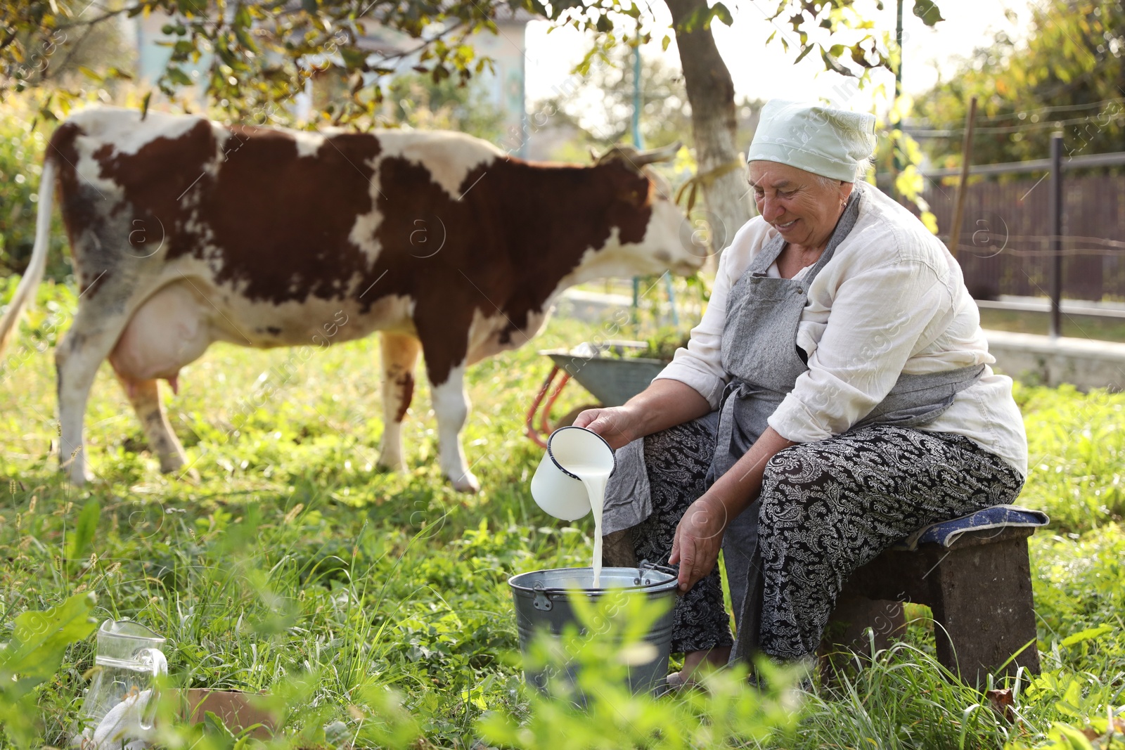 Photo of Senior woman pouring fresh milk into bucket while cow grazing outdoors