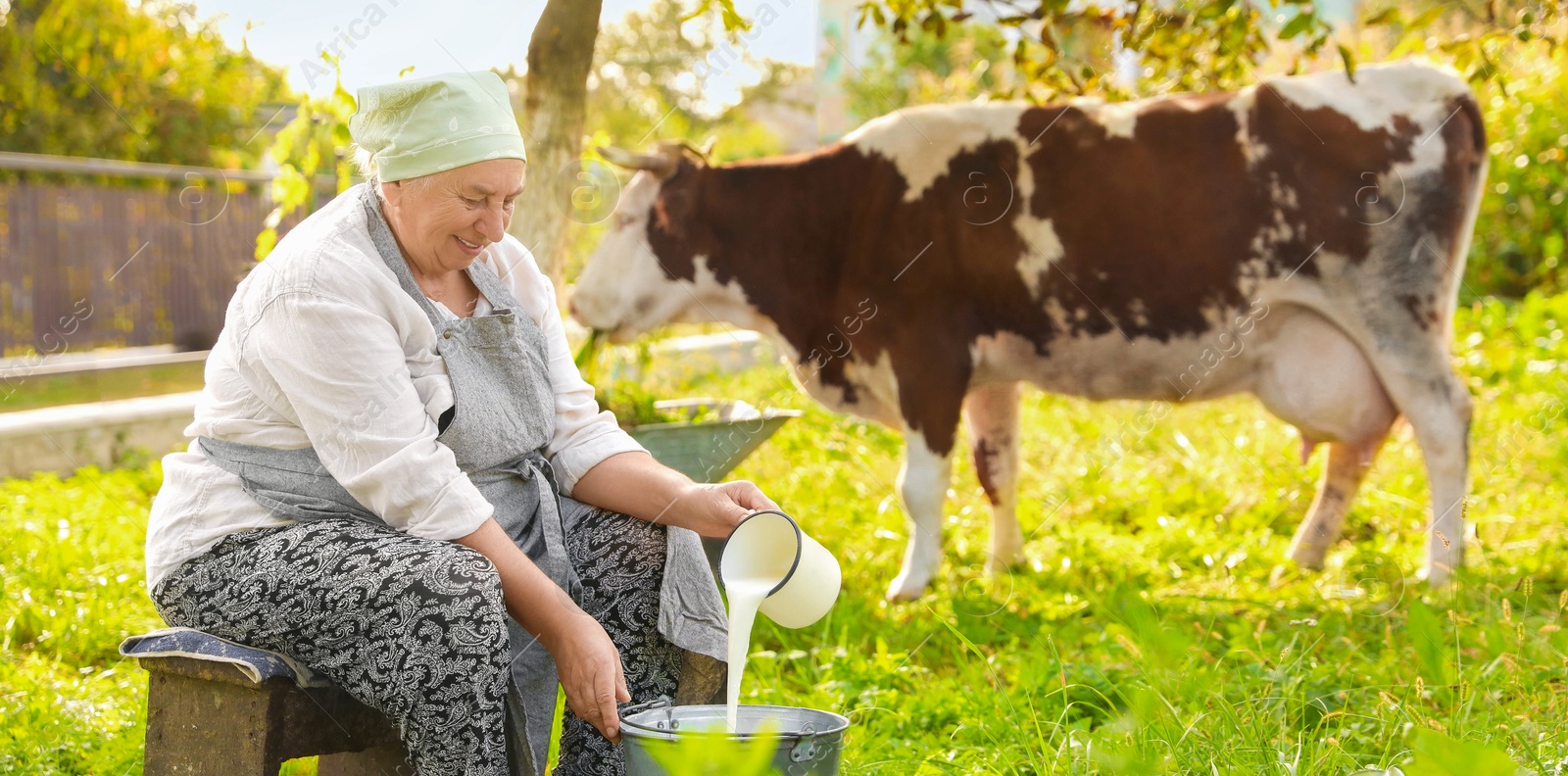 Photo of Senior woman pouring fresh milk into bucket while cow grazing outdoors