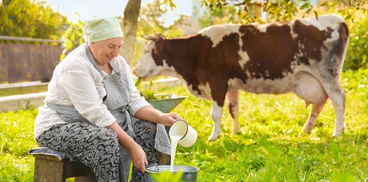 Photo of Senior woman pouring fresh milk into bucket while cow grazing outdoors