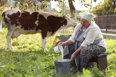 Photo of Senior woman pouring fresh milk into bucket while cow grazing outdoors