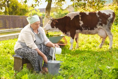 Photo of Senior woman pouring fresh milk into bucket while cow grazing outdoors