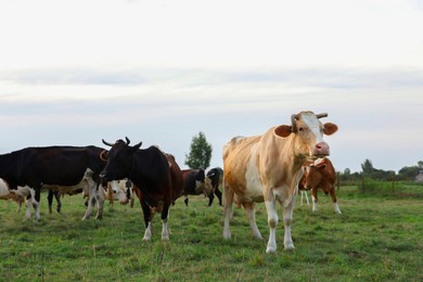 Photo of Beautiful cows grazing on green grass outdoors