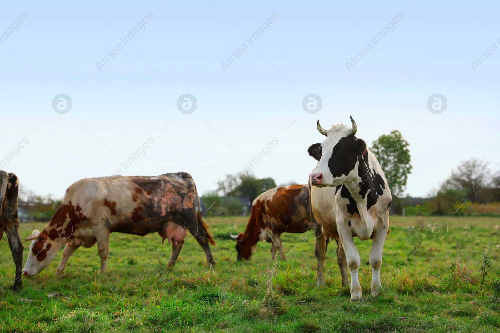 Photo of Beautiful cows grazing on green grass outdoors