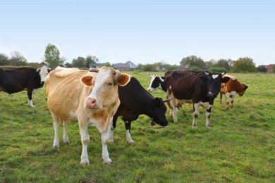 Photo of Beautiful cows grazing on green grass outdoors