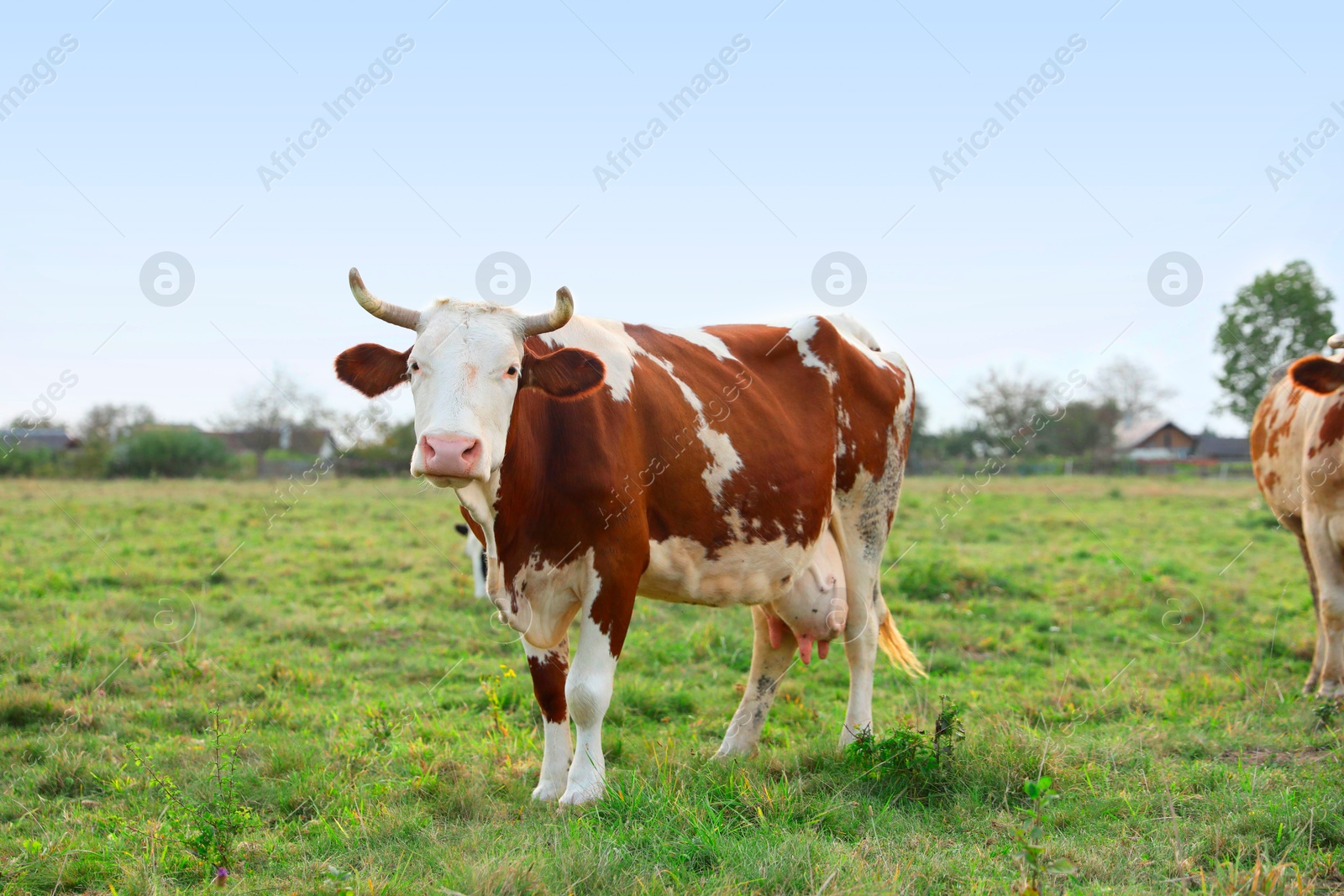 Photo of Beautiful cow grazing on green grass outdoors