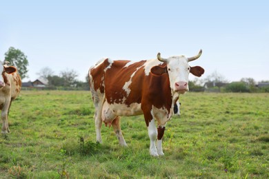 Photo of Beautiful cows grazing on green grass outdoors