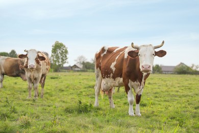 Photo of Beautiful cows grazing on green grass outdoors