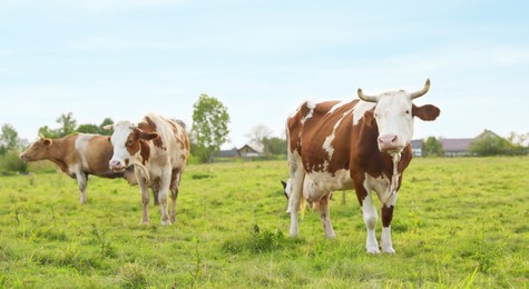 Photo of Beautiful cows grazing on green grass outdoors