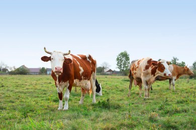 Beautiful cows grazing on green grass outdoors