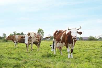 Beautiful cows grazing on green grass outdoors