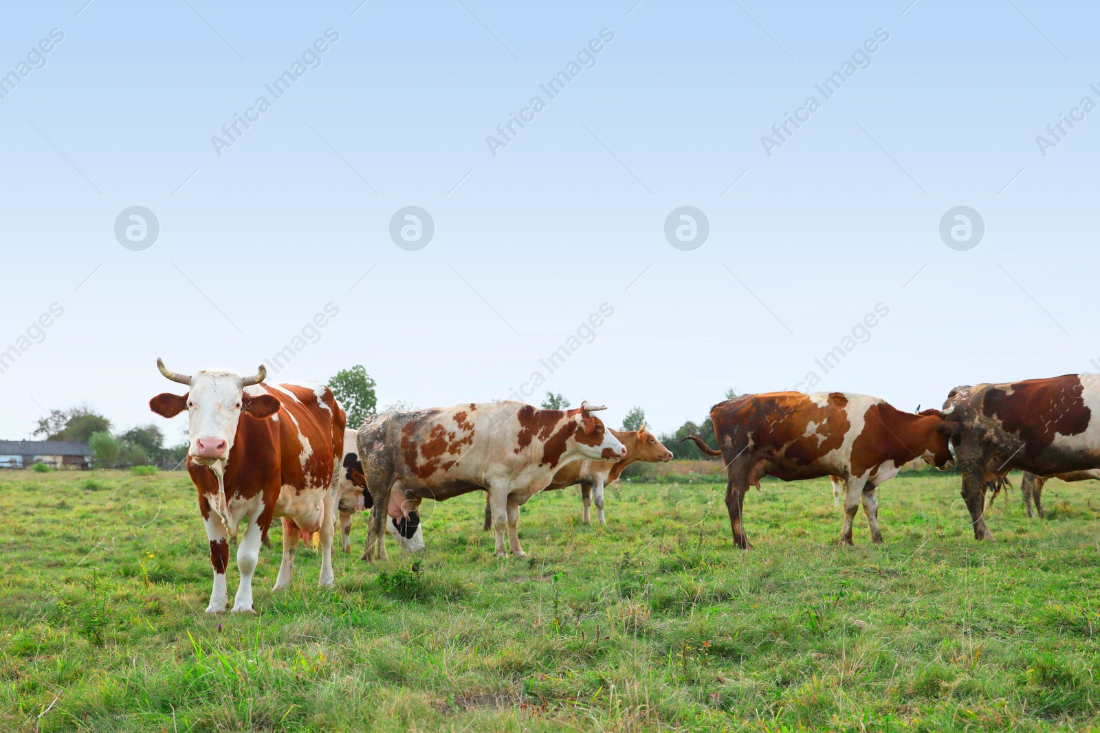 Photo of Beautiful cows grazing on green grass outdoors