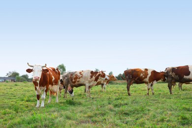 Photo of Beautiful cows grazing on green grass outdoors