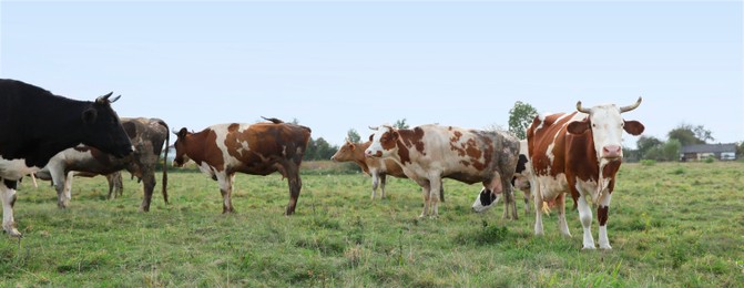 Photo of Beautiful cows grazing on green grass outdoors