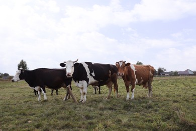 Beautiful cows grazing on green grass outdoors