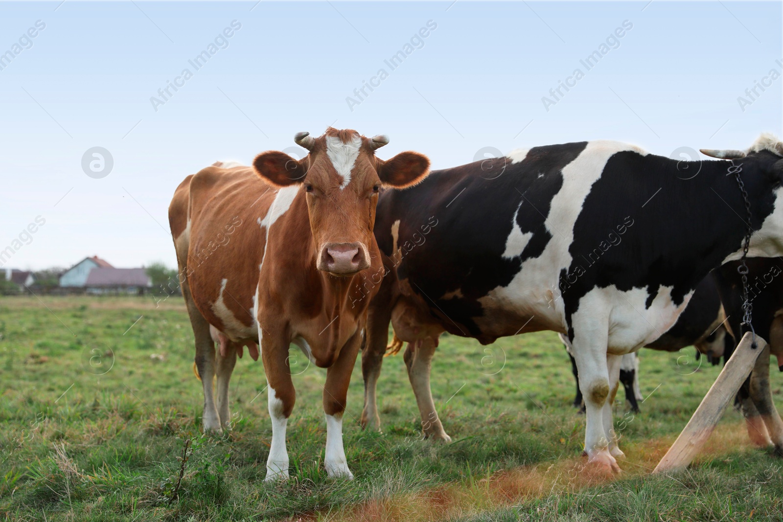 Photo of Beautiful cows grazing on green grass outdoors