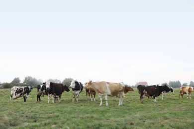 Photo of Beautiful cows grazing on green grass outdoors