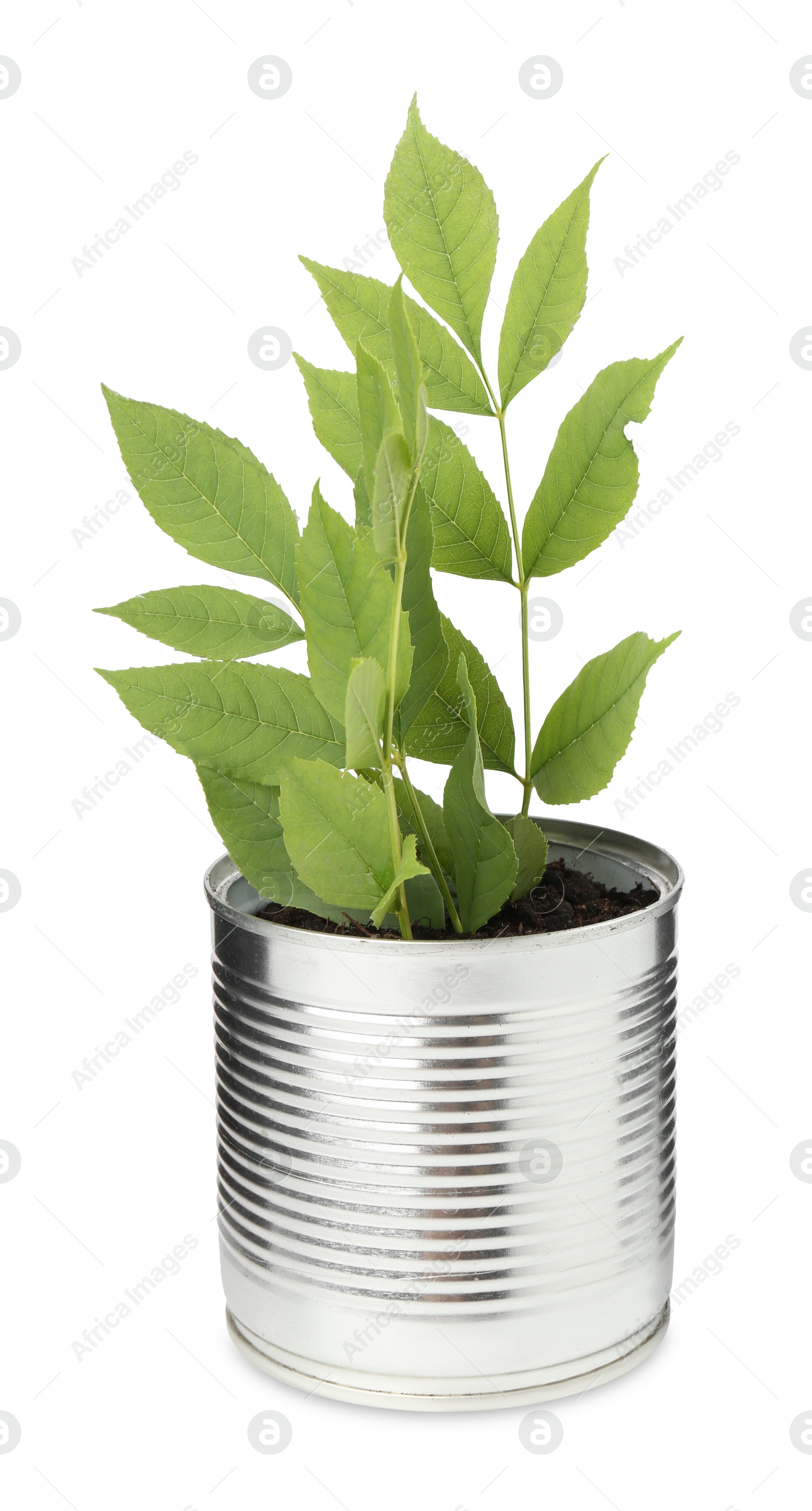 Photo of Recycling concept. Metal can with plant isolated on white