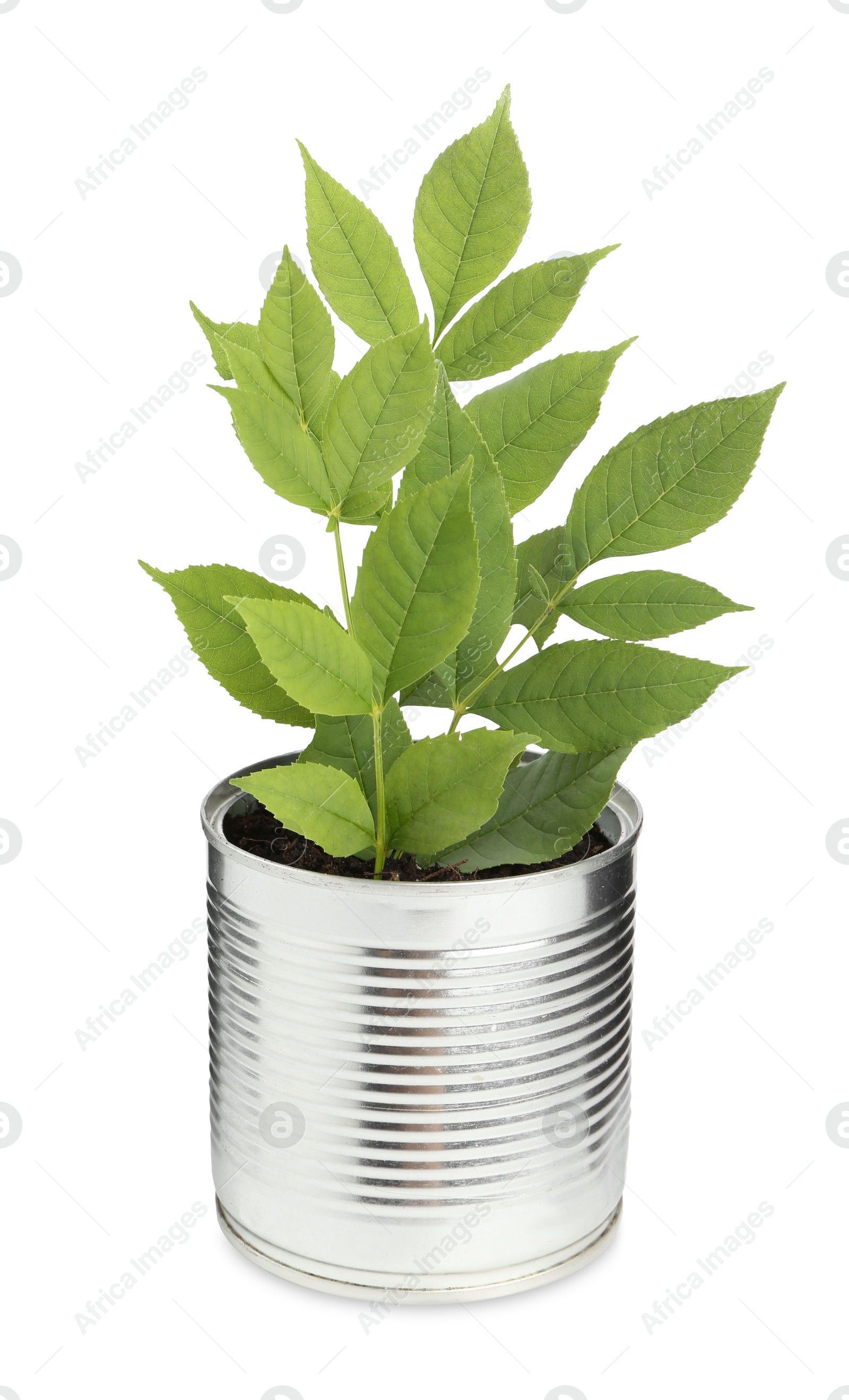 Photo of Recycling concept. Metal can with plant isolated on white