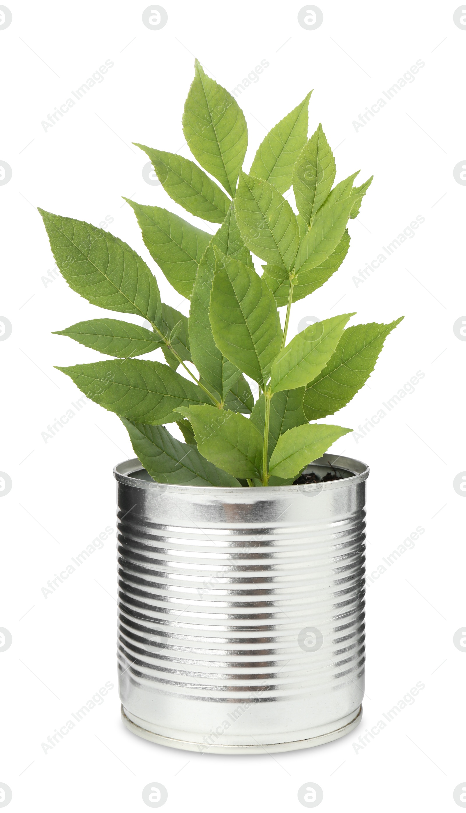 Photo of Recycling concept. Metal can with plant isolated on white