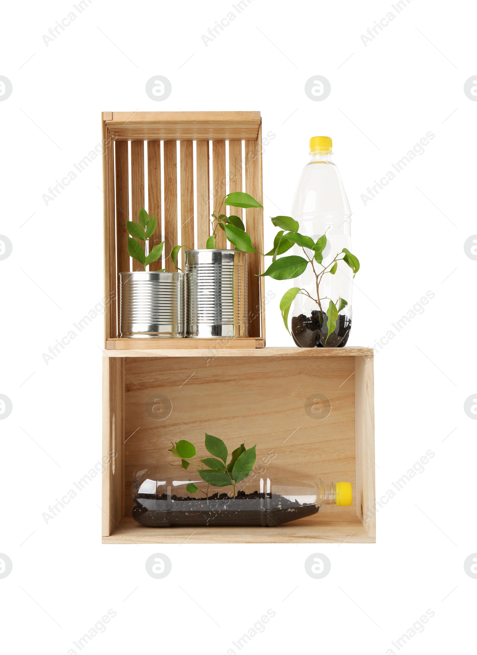 Photo of Recycling concept. Wooden crates with plants in bottles and cans isolated on white