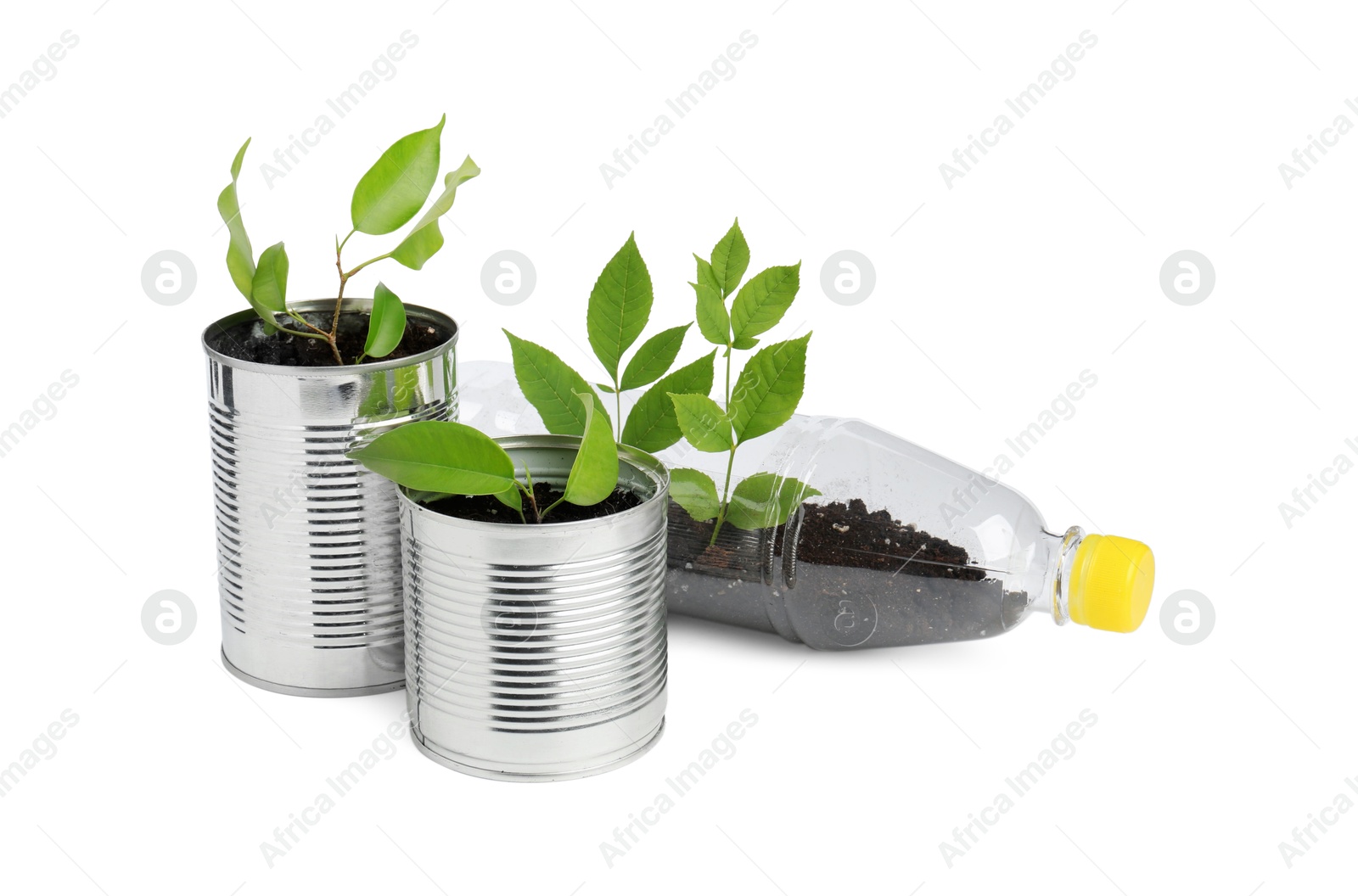 Photo of Recycling concept. Plastic bottle and cans with plants isolated on white