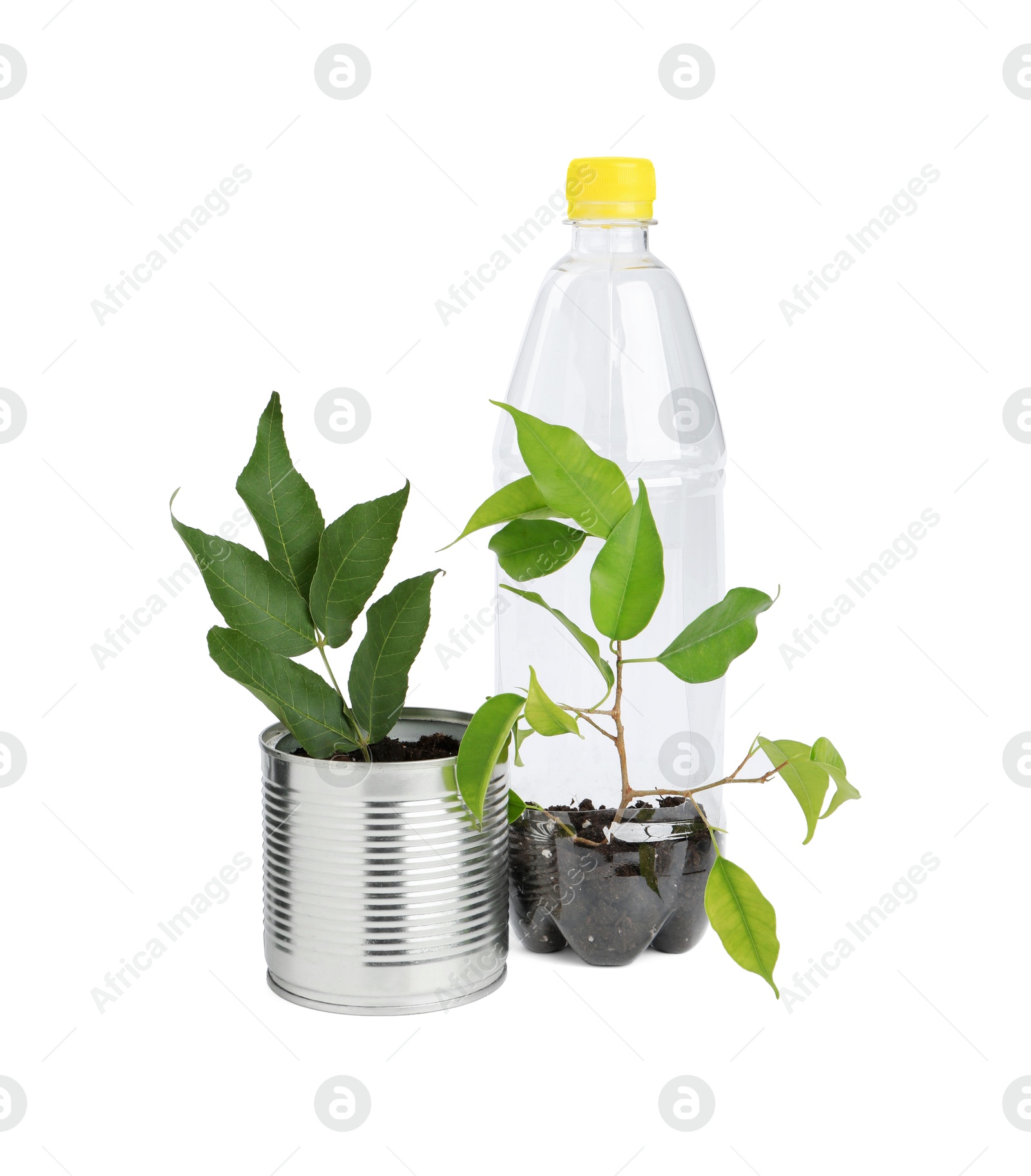 Photo of Recycling concept. Plastic bottle and can with plants isolated on white