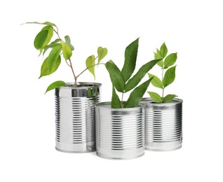 Photo of Recycling concept. Cans with plants isolated on white