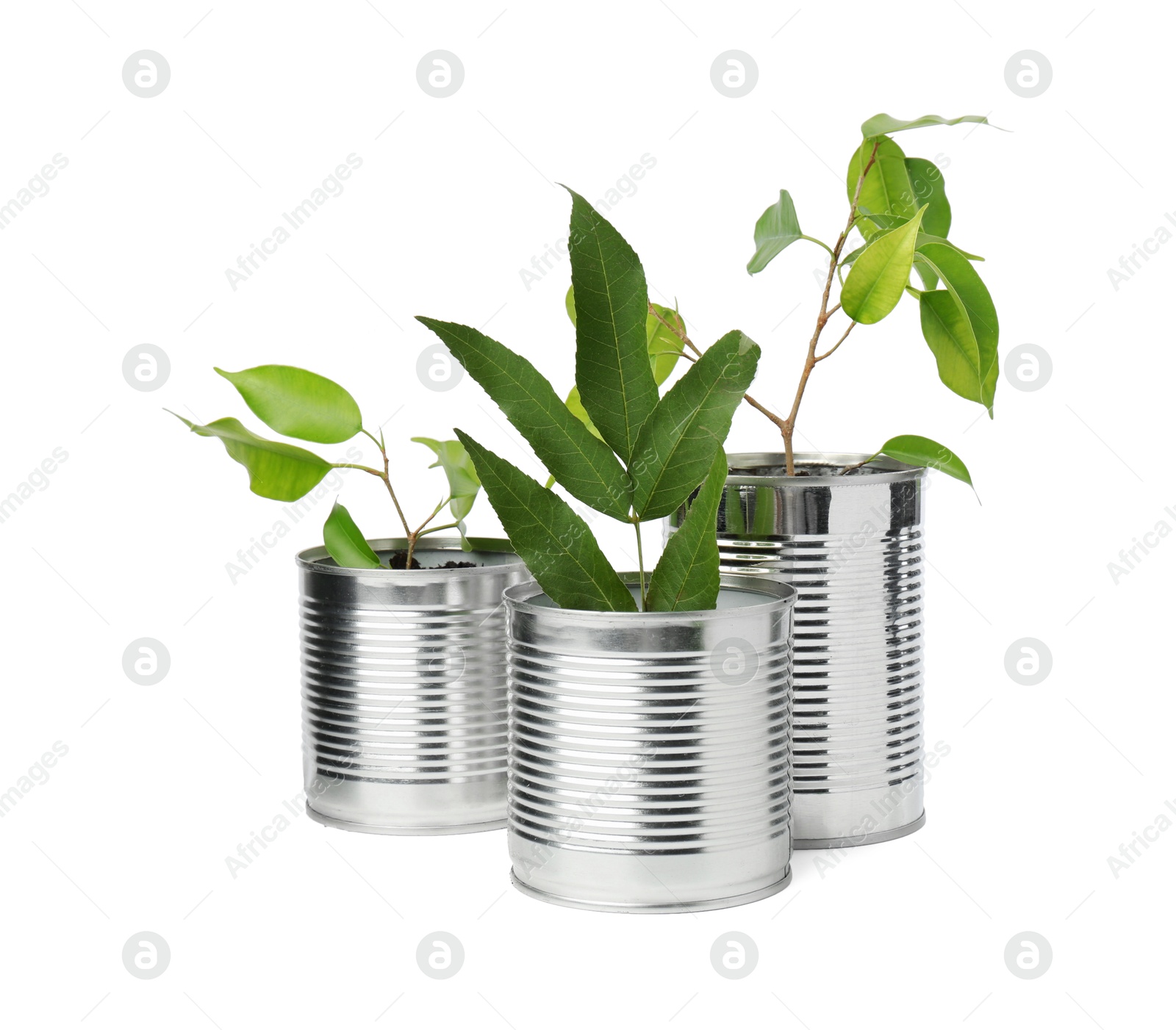 Photo of Recycling concept. Cans with plants isolated on white