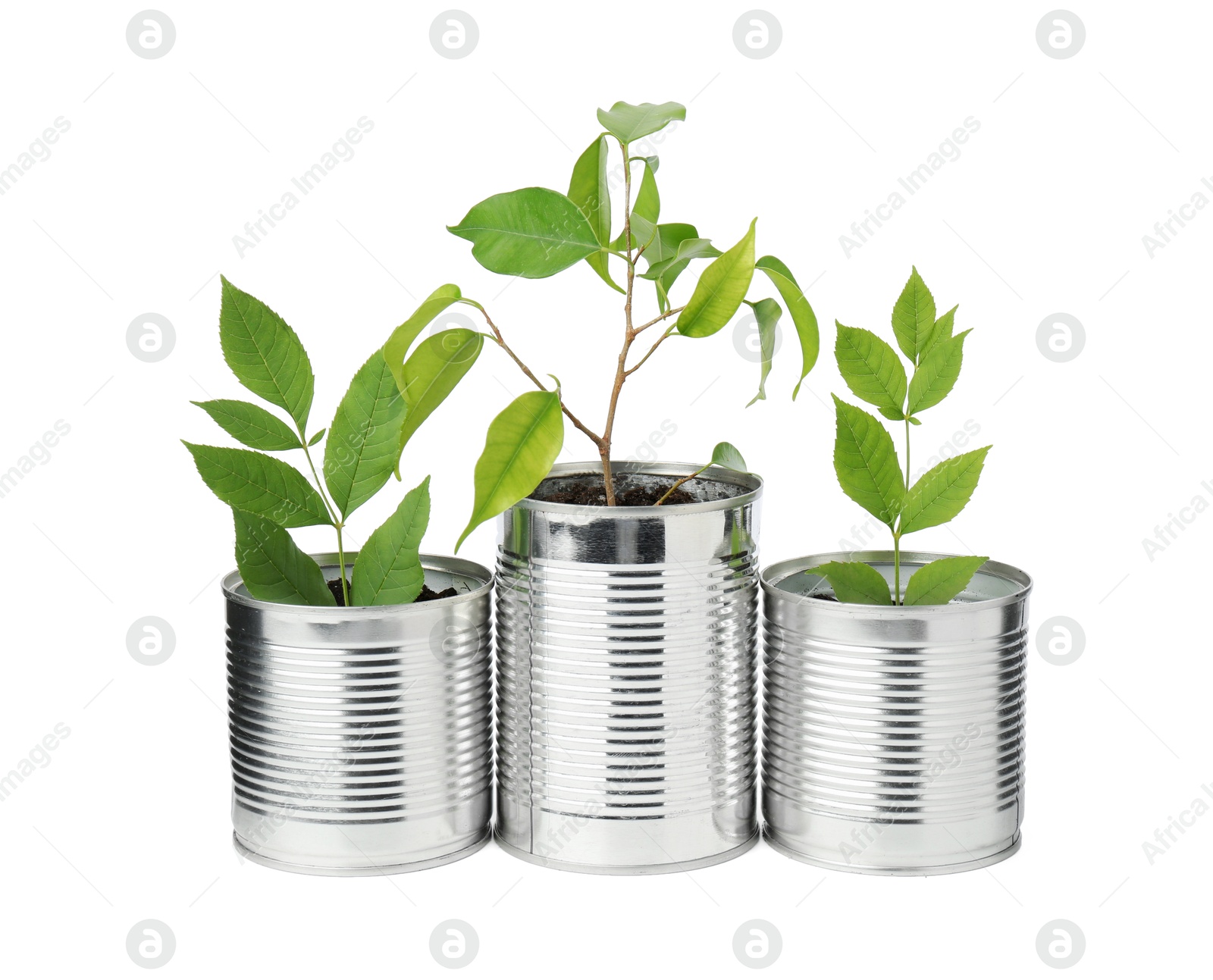 Photo of Recycling concept. Cans with plants isolated on white