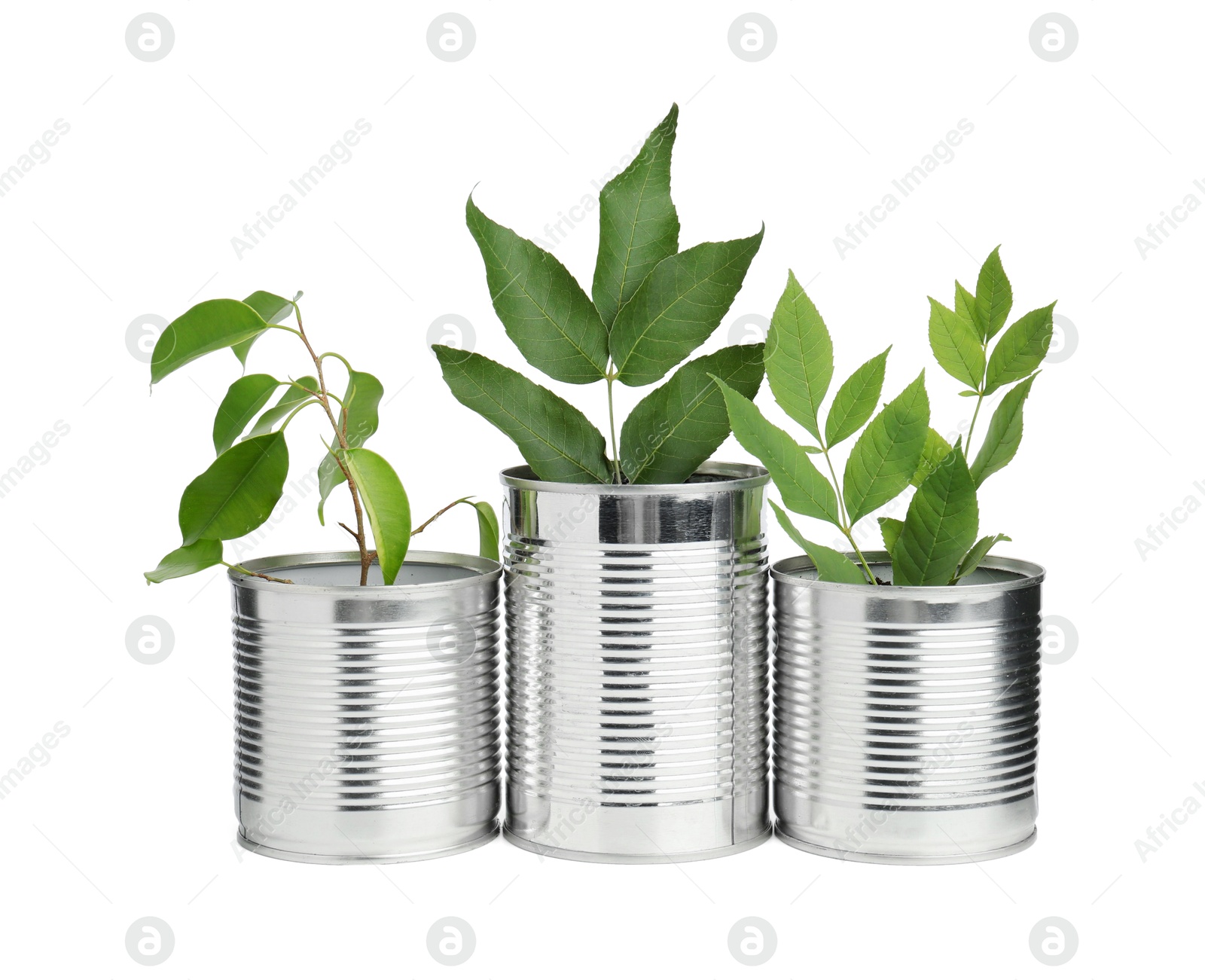 Photo of Recycling concept. Cans with plants isolated on white