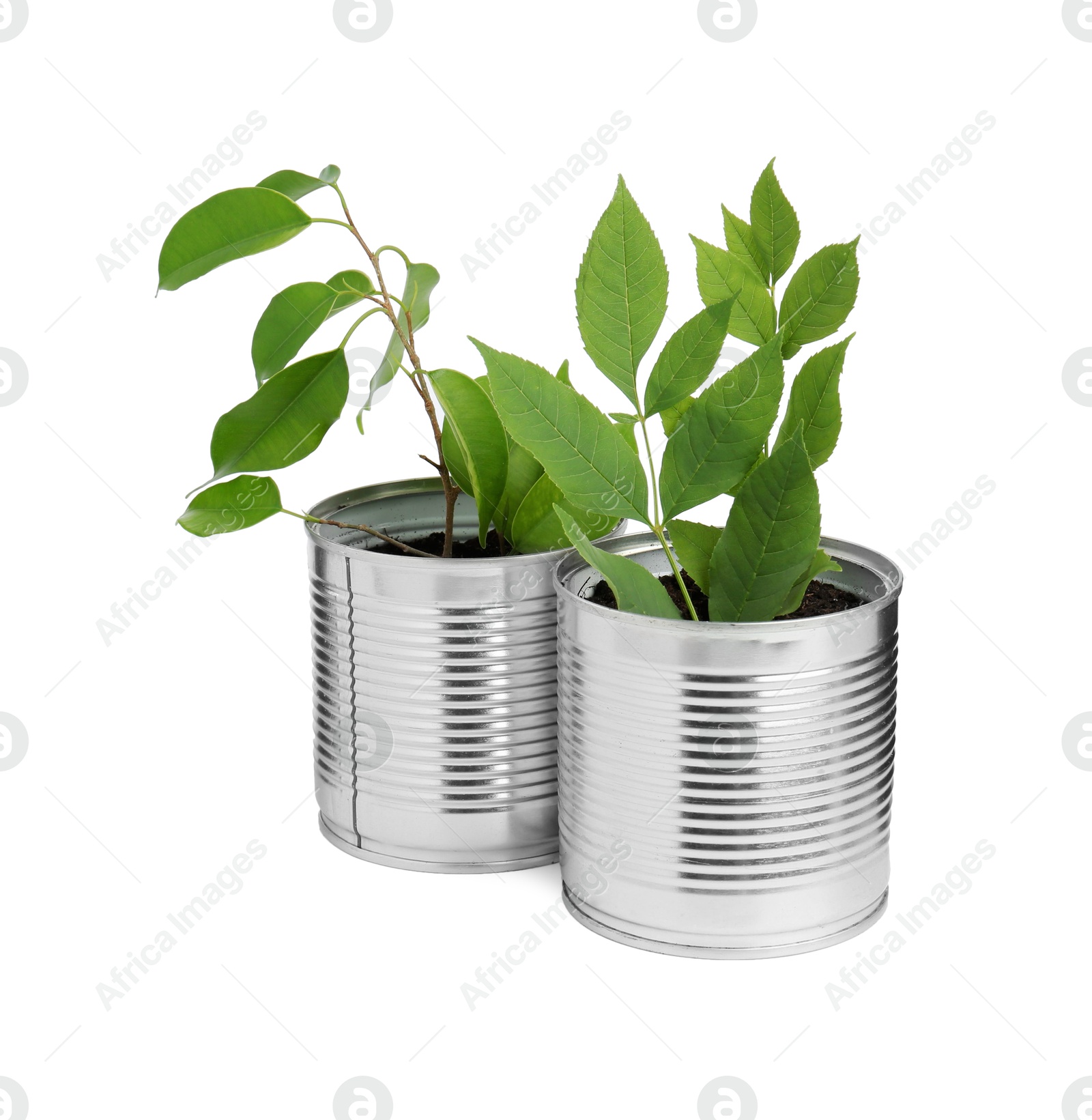 Photo of Recycling concept. Cans with plants isolated on white