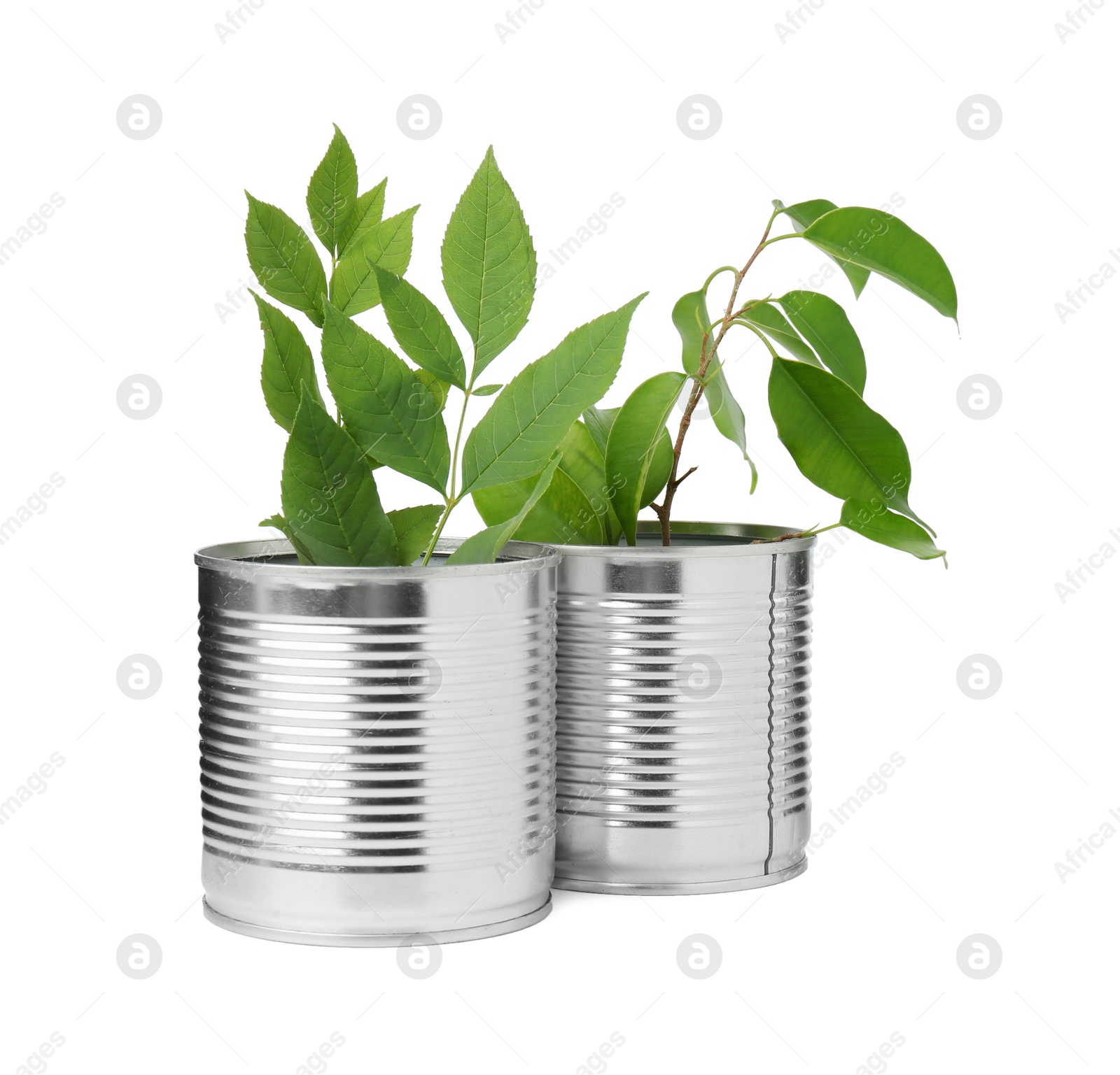 Photo of Recycling concept. Cans with plants isolated on white