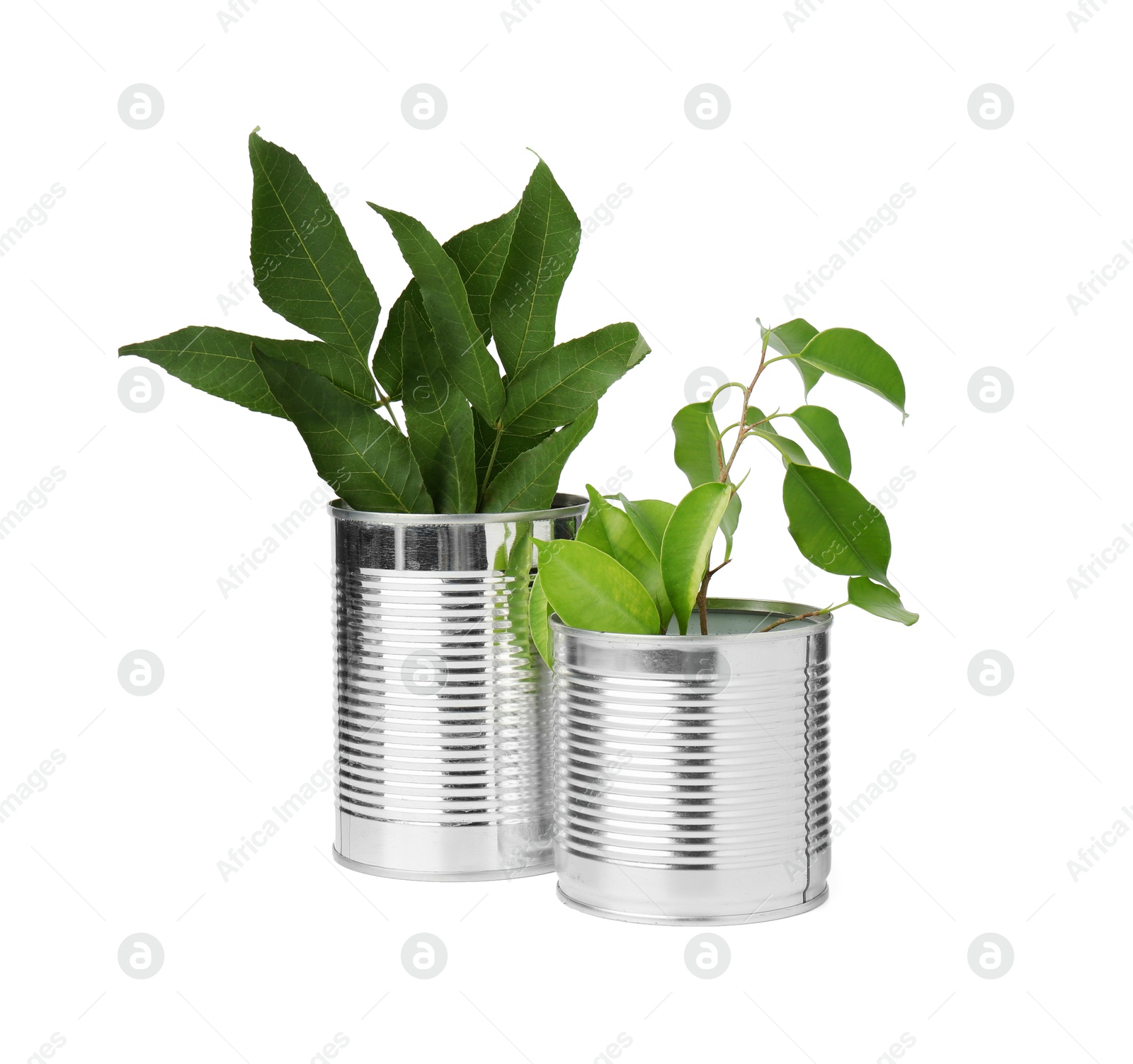 Photo of Recycling concept. Cans with plants isolated on white