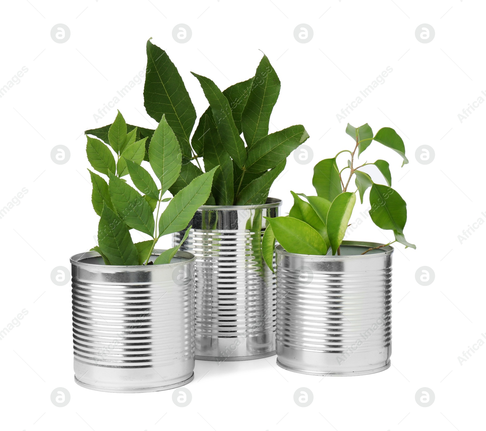 Photo of Recycling concept. Cans with plants isolated on white