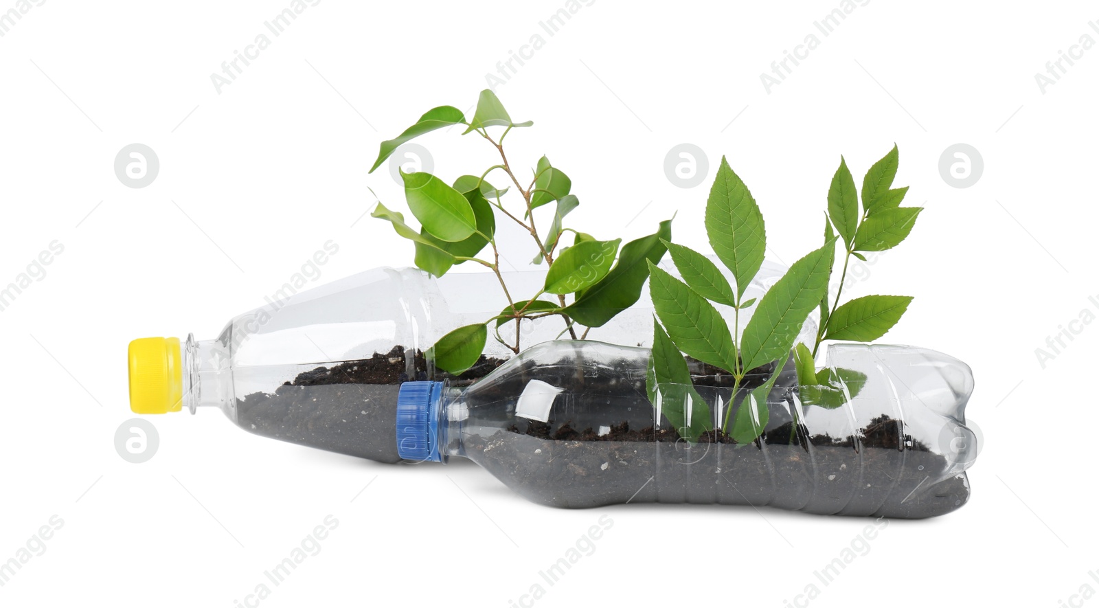 Photo of Recycling concept. Plastic bottles with plants isolated on white